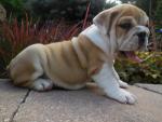 Jewel - English Bulldog Puppy for Sale